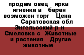 продам овец 4 ярки,4 ягненка и 1 баран .возможен торг › Цена ­ 35 000 - Саратовская обл., Энгельсский р-н, Смеловка с. Животные и растения » Другие животные   